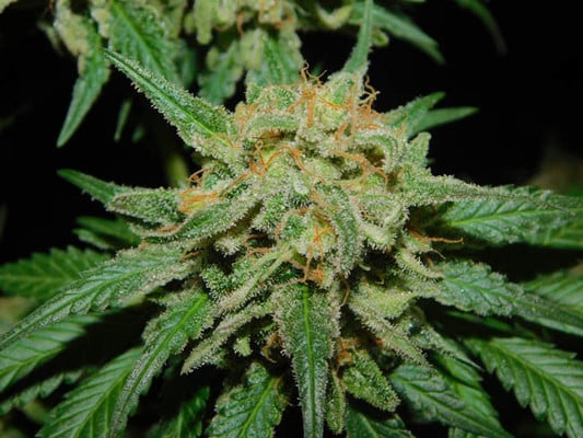 Spliff's Strawberry (Spliff Seeds) feminized Spliff's Strawberry (Spliff Seeds) feminized