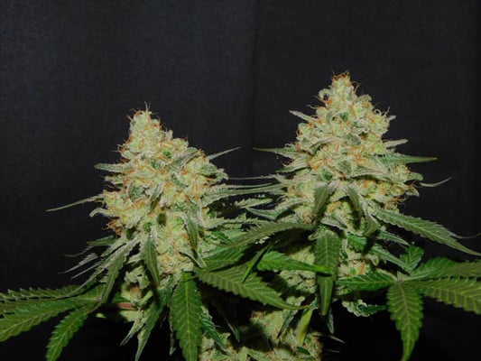 Spliff's Strawberry (Spliff Seeds) feminized Spliff's Strawberry (Spliff Seeds) feminized