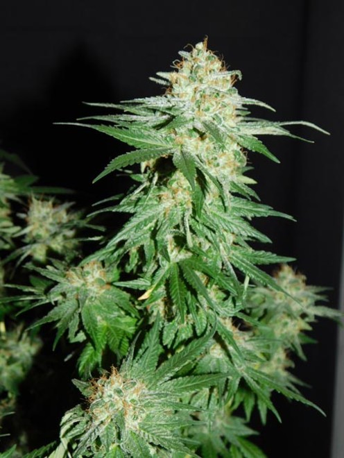 LA Affie (Cali Connection) feminized - Zamnesia