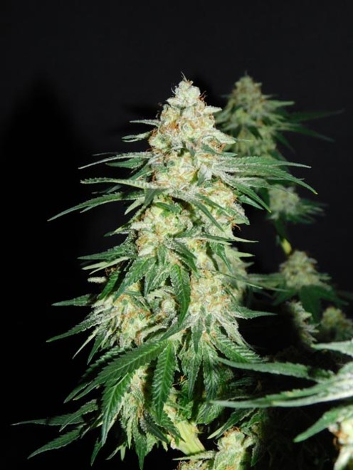 LA Affie (Cali Connection) feminized - Zamnesia UK