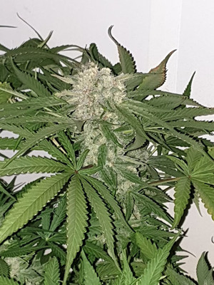 Quick Caramel XL (Zamnesia Seeds) feminized Quick Caramel XL (Zamnesia Seeds) feminized
