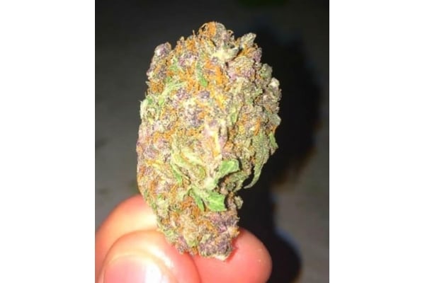 Blueberry Autoflower (Zamnesia Seeds) feminized Blueberry Autoflower (Zamnesia Seeds) feminized