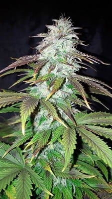 Blueberry Autoflower (Zamnesia Seeds) feminized Blueberry Autoflower (Zamnesia Seeds) feminized