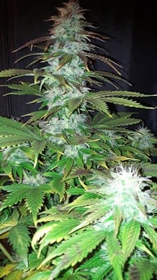 Blueberry Autoflower (Zamnesia Seeds) feminized Blueberry Autoflower (Zamnesia Seeds) feminized