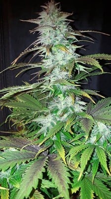 Blueberry Autoflower (Zamnesia Seeds) feminized Blueberry Autoflower (Zamnesia Seeds) feminized