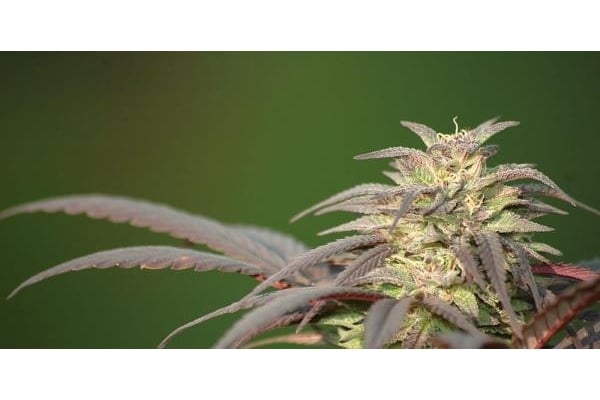 Blueberry (Dutch Passion) feminized Blueberry (Dutch Passion) feminized