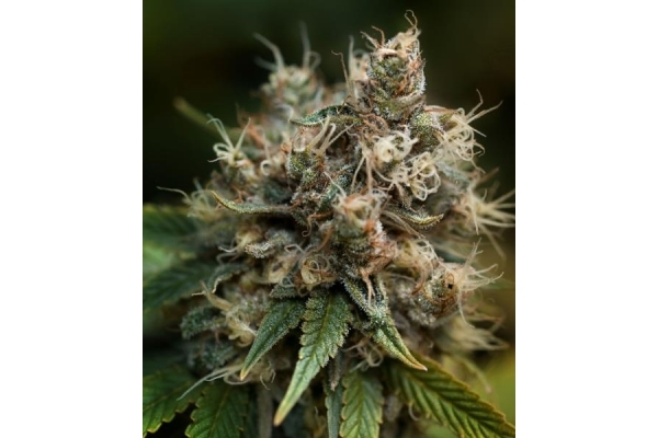 Blueberry (Dutch Passion) feminized Blueberry (Dutch Passion) feminized