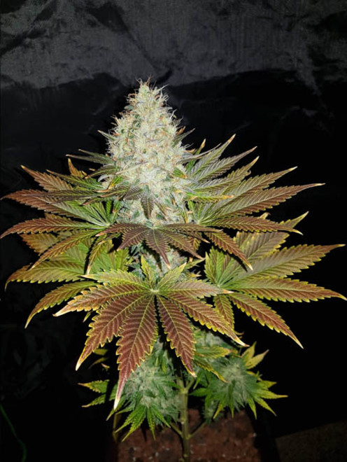 Bona Dea CBD (Vision Seeds) feminized Bona Dea CBD (Vision Seeds) feminized