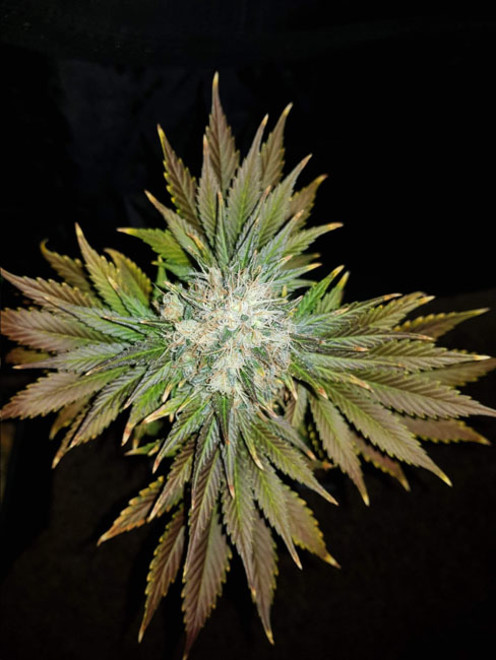 Bona Dea CBD (Vision Seeds) feminized Bona Dea CBD (Vision Seeds) feminized