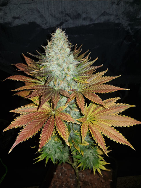 Bona Dea CBD (Vision Seeds) feminized Bona Dea CBD (Vision Seeds) feminized