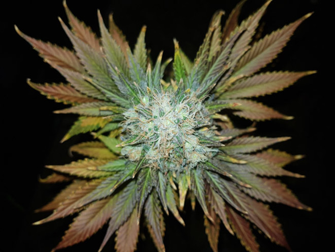 Bona Dea CBD (Vision Seeds) feminized Bona Dea CBD (Vision Seeds) feminized