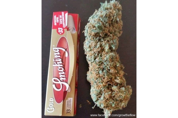 Bubblegum (Zamnesia Seeds) feminized Bubblegum (Zamnesia Seeds) feminized