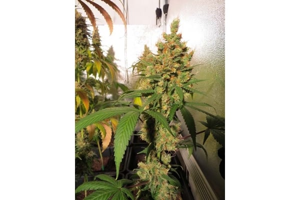 Banana Strain | Cannabis Seeds - Zamnesia