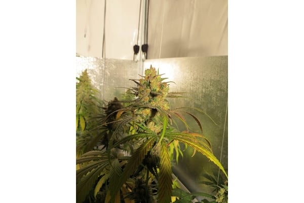 Banana Strain | Cannabis Seeds - Zamnesia