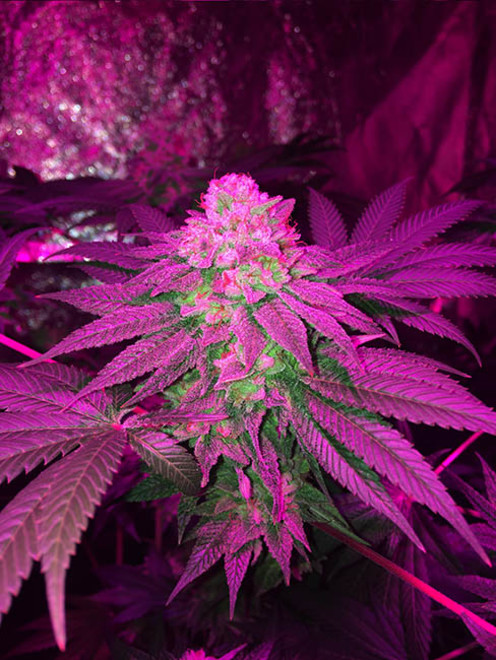 Glookies (Barney's Farm) feminized Glookies (Barney's Farm) feminized