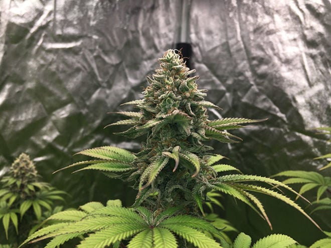 Runtz Strain | Cannabis Seeds - Zamnesia