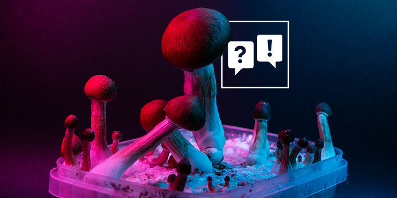 Psilocybe Cubensis: Questions And Answers