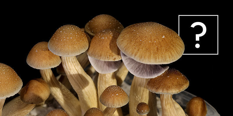 What Are Psilocybe Cubensis Mushrooms?