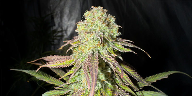 Bruce Banner 3 (Original Sensible Seeds)