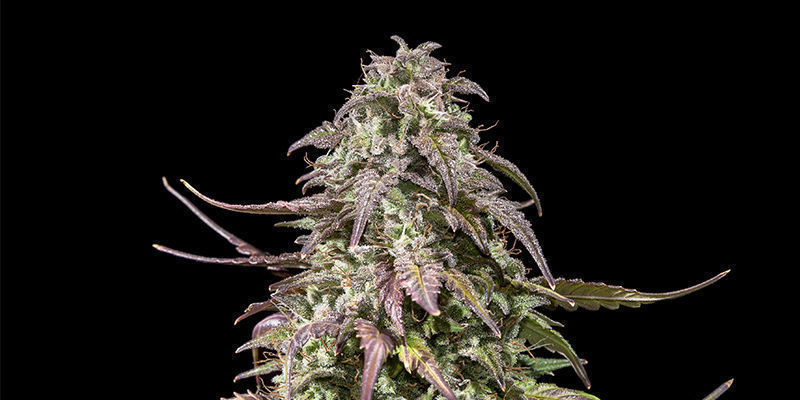 Royal Gorilla Automatic — Royal Queen Seeds