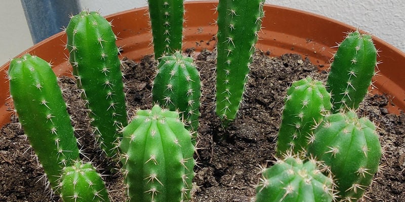 Growing San Pedro: Get started!