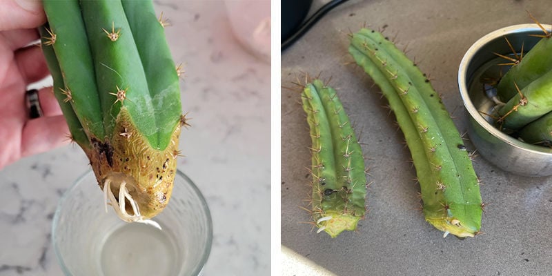 Growing from cuttings