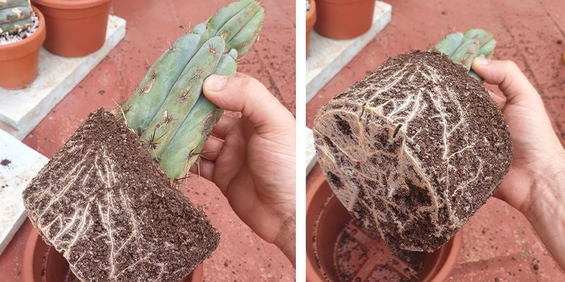 Repotting San Pedro cactus