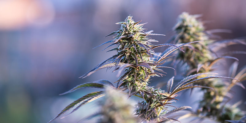 6 Cannabis Strains With 1% THC Or Less