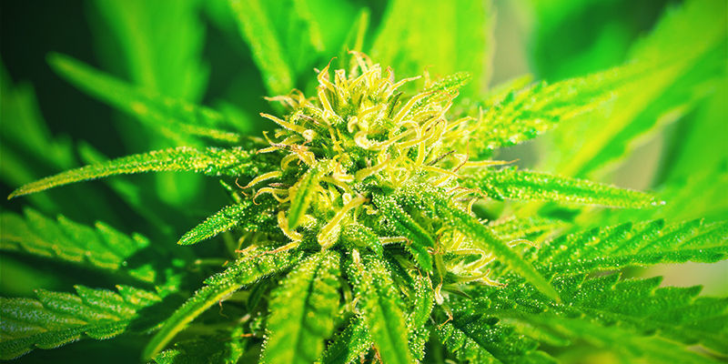 What Are F1, F2, And F3 Cannabis Seeds? - Zamnesia UK