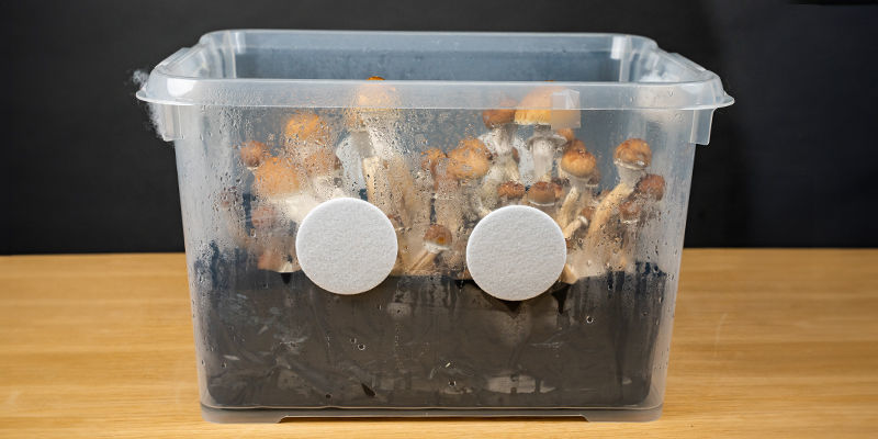 What is a monotub?