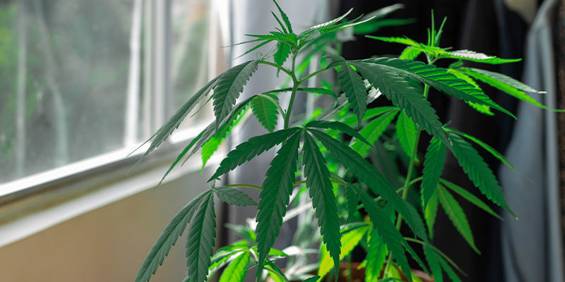 Growing Cannabis On Your Windowsill