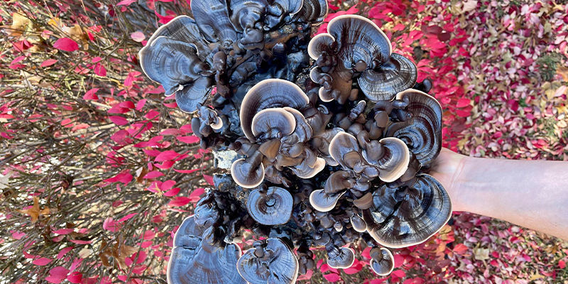 Are Fungi The Flowers Of The Future?