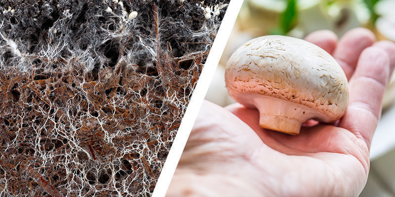 From Spawn To Harvest: The 5 Stages Of Growing Mushrooms