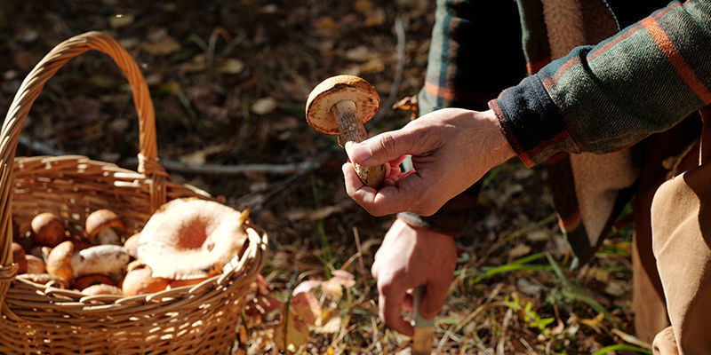 Mushroom Growing Over The Centuries