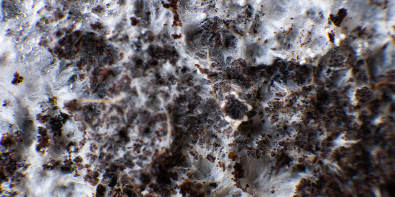 Mycelium: The "plastic of the future"?