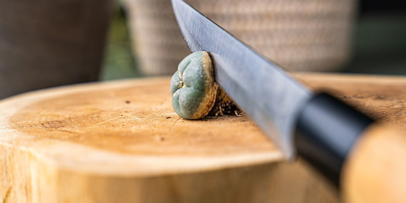 Repeat The Above Process With The Peyote, But Cut Off The Bottom Part, Making The Initial Cut Slightly Above The Roots.