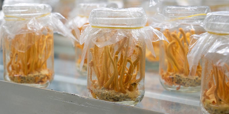 Growing Cordyceps Mushrooms: Step-By-Step Guide