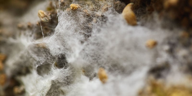 Slow Or Stalled Mycelium Growth