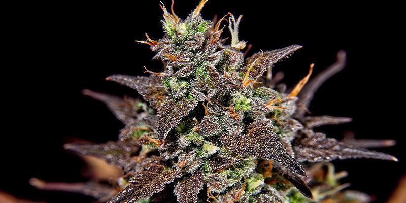 Crowning glories: Top strains from the Royal Vault