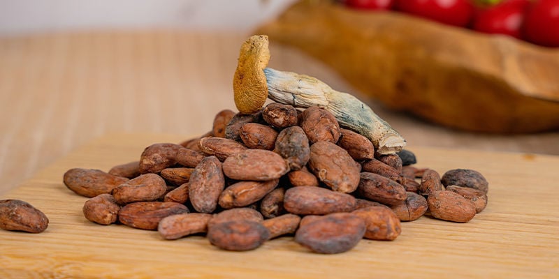 A History Of Cacao And Mushrooms: A Match Made In Heaven?