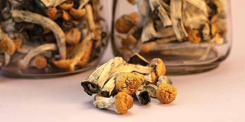 How long do dried magic mushrooms last?