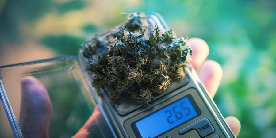 How To Pick The Best Weed Scale [Ultimate Buying Guide]