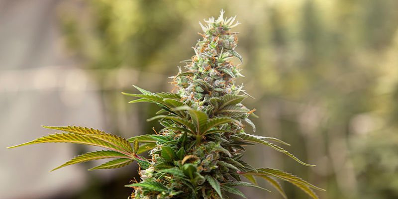 Tatanka Pure CBD (Royal Queen Seeds)