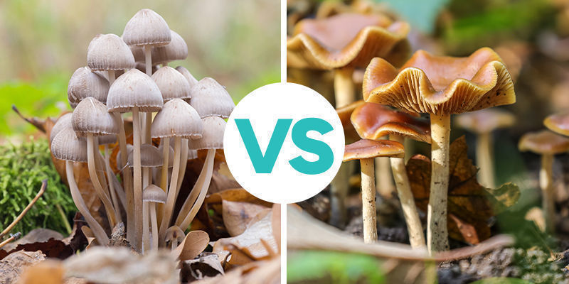 Copelandia Cyanescens VS Psilocybe Cyanescens