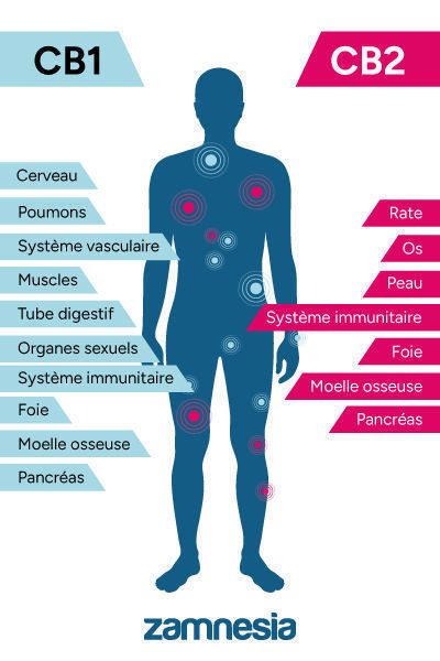 Le Système Endocannabinoïde Repose Sur L’Équilibre