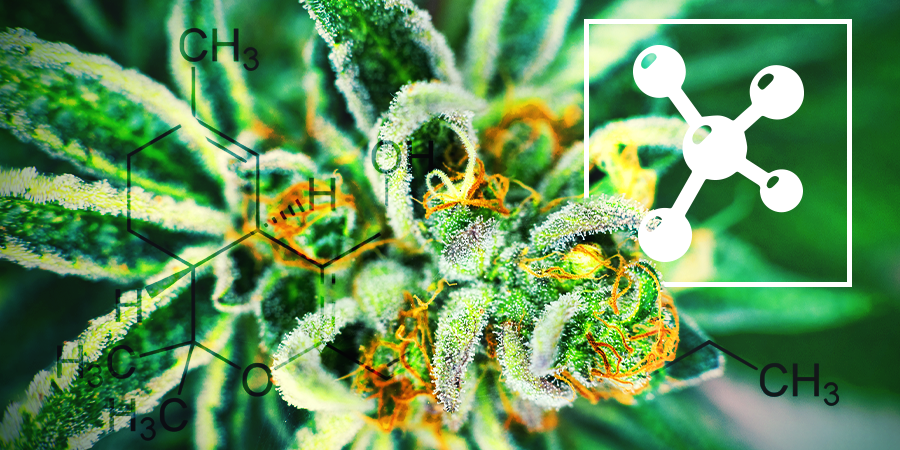 In-Depth Info About The Cannabinoids In Cannabis - How to grow weed