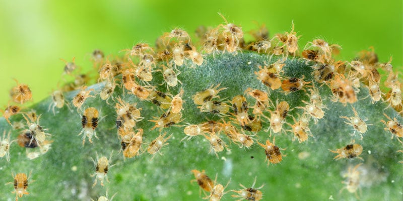 What Do Spider Mites Look Like?