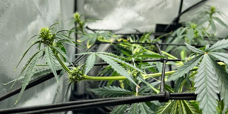 When To Super Crop Cannabis