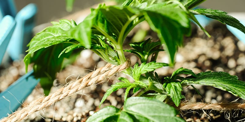 Training Cannabis During The Vegetative Phase