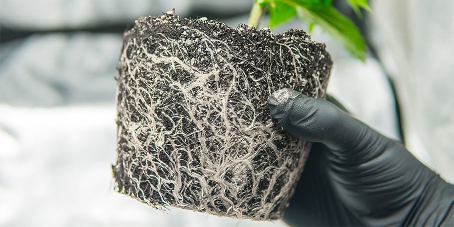 How To Fix Root-bound Cannabis